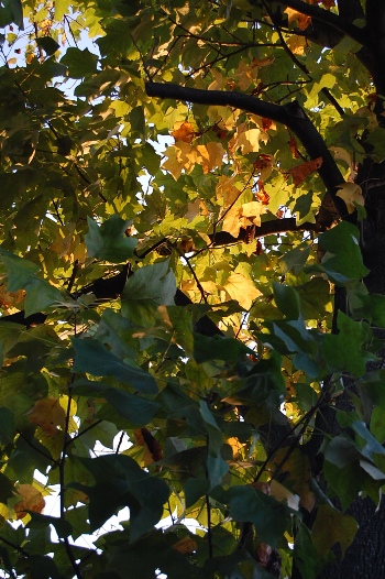 b0143983_16361068.jpg