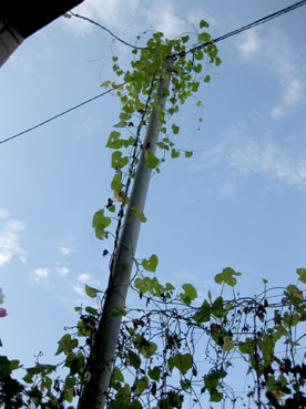 c0096393_22214234.jpg
