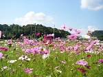 c0151903_751211.jpg