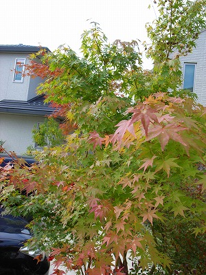 e0145805_21404371.jpg