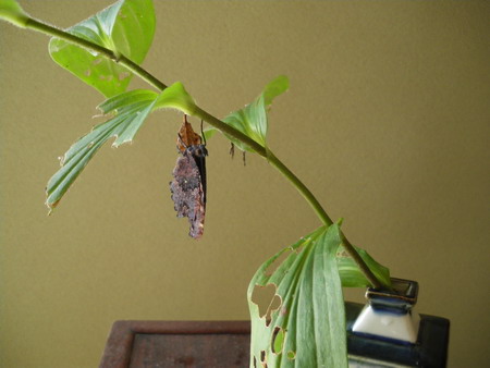 b0052108_2112843.jpg