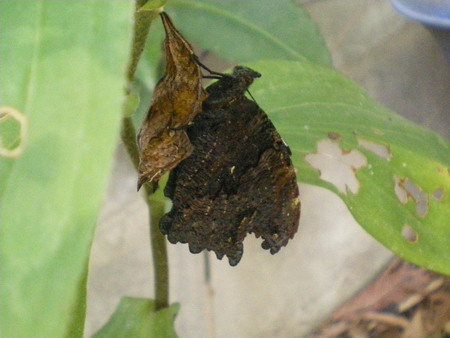 b0052108_215825.jpg