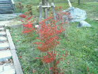 f0127408_2365678.jpg