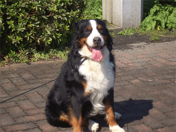 c0143711_15461272.gif