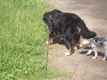 c0143711_15462840.gif