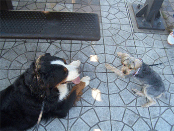 c0143711_1549746.gif