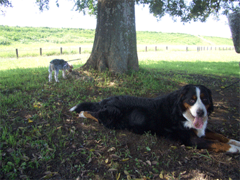 c0143711_15505427.gif