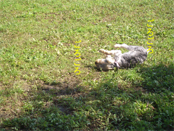 c0143711_15543011.gif