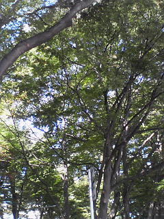 e0111142_16315254.jpg