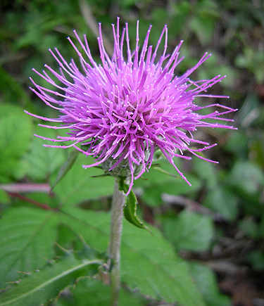 a0001354_20581272.jpg