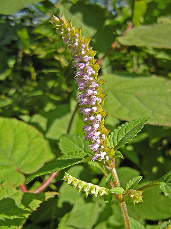 a0001354_20585362.jpg