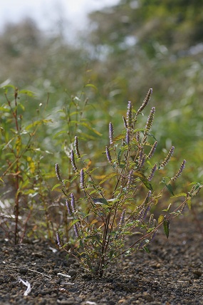 e0054067_21581152.jpg