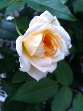 f0054677_9425453.jpg