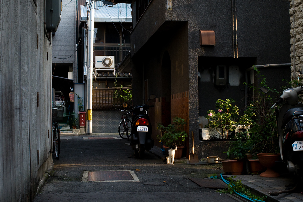 d0142891_6452323.jpg
