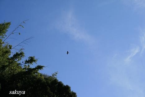 e0122194_1641648.jpg