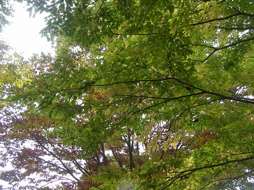 d0147812_11544357.jpg