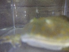 c0133013_14194312.jpg