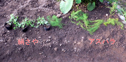 f0060424_759233.jpg