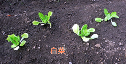 f0060424_7594061.jpg