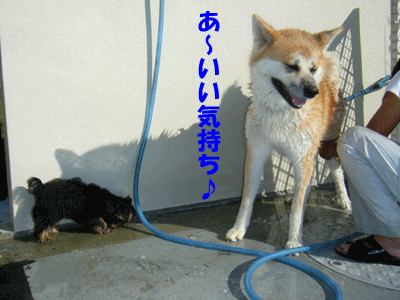 f0008935_14264218.gif