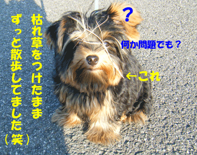 f0008935_14272656.gif