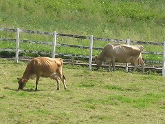 d0031853_3551520.jpg