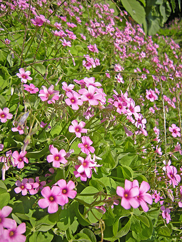 a0001354_19595817.jpg