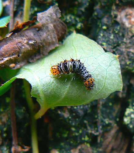 d0091754_0582078.jpg