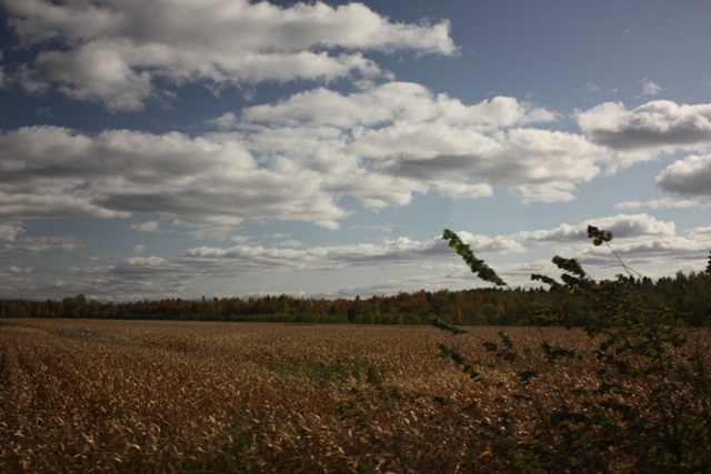 a0100975_152755.jpg