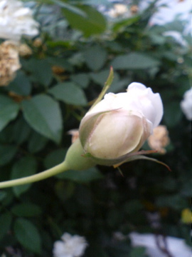 f0054677_7573951.jpg