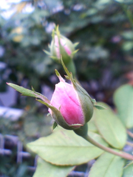 f0054677_7575448.jpg