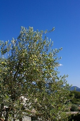 a0024005_2351469.jpg