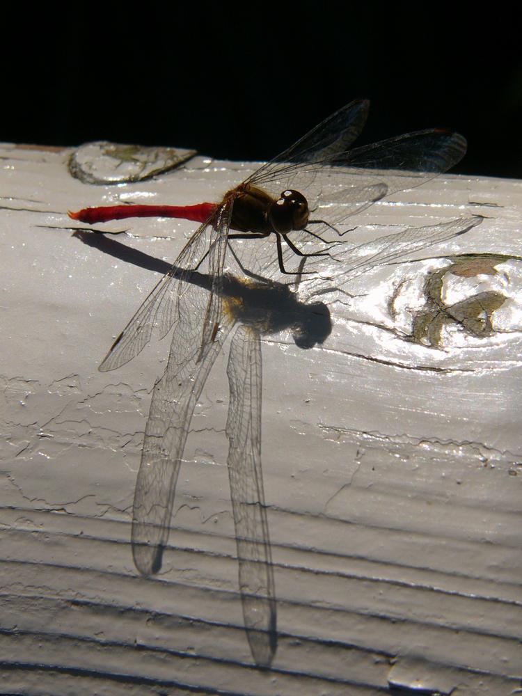 c0062511_635092.jpg
