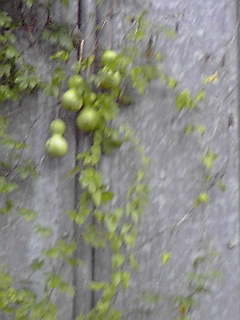 f0049813_0284032.jpg