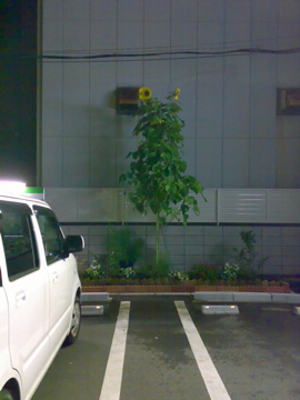 c0127317_3414015.jpg