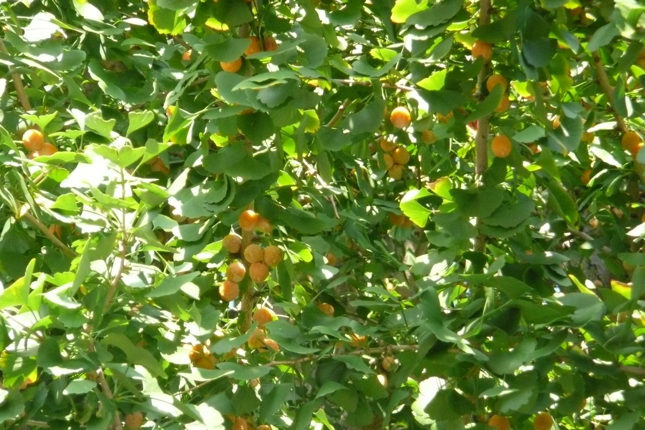 e0033229_20141652.jpg