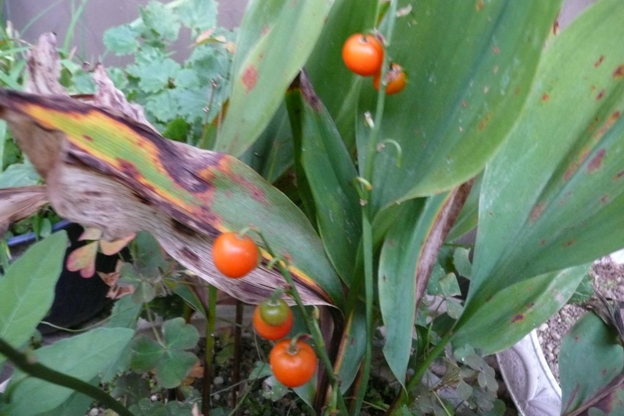 e0033229_209379.jpg