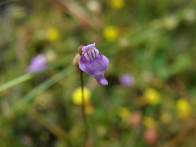 e0145033_20102729.jpg