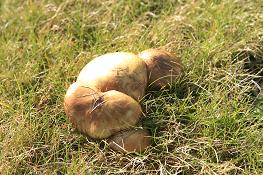 e0007935_21111931.jpg