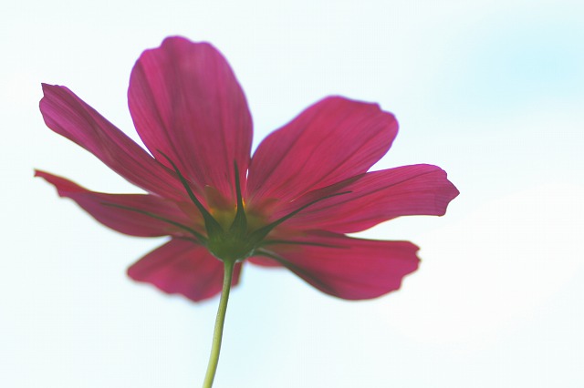 c0083439_15535244.jpg