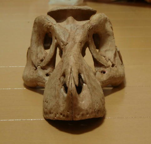 e0064457_227217.jpg