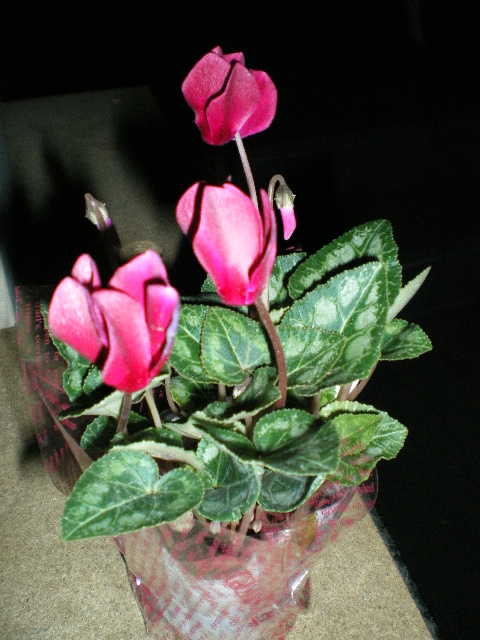 f0090868_21483763.jpg
