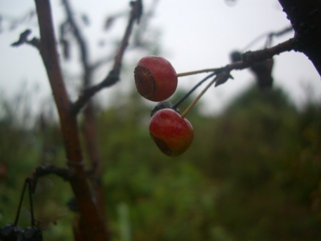 f0137275_1481293.jpg