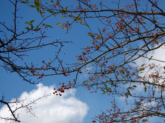 f0141475_1237731.jpg