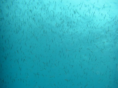 a0002177_12464587.jpg