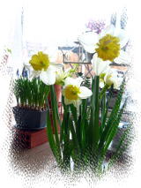 f0060585_16382779.jpg