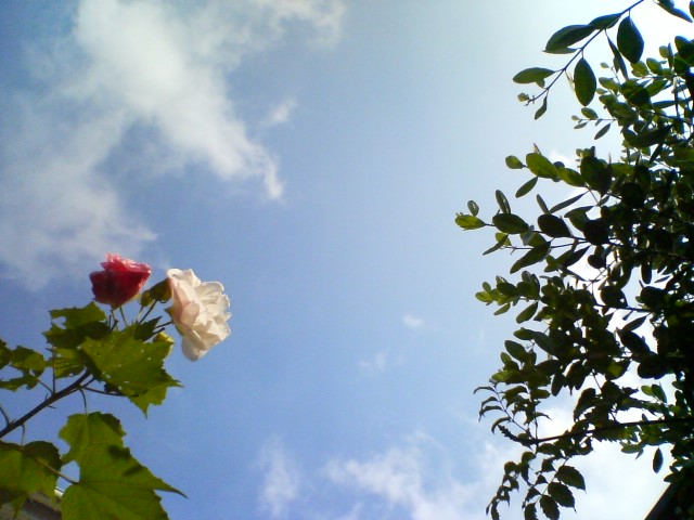 f0077595_1064346.jpg