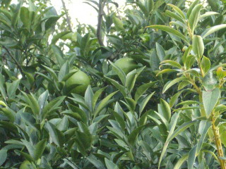 c0138198_2255324.jpg