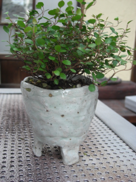 e0031202_2157535.jpg