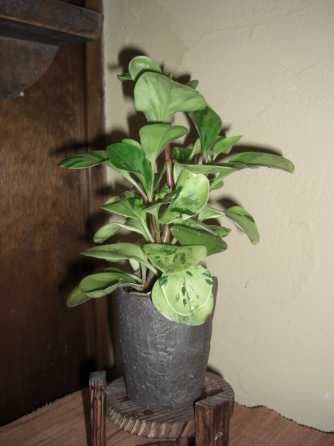 e0031202_2223537.jpg